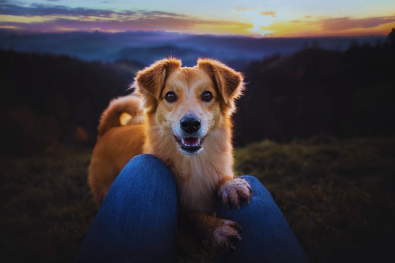 Happy golden-brown dog resting its paws on a person's knees at sunset, with scenic mountain views and a colorful sky in the background.